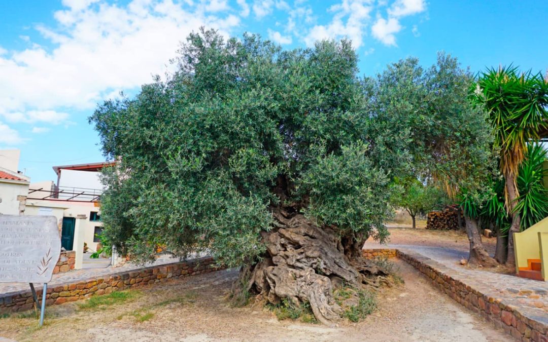 El Olivo más antiguo del mundo, el olivo de Vouves se encuentra en la Isla de Creta