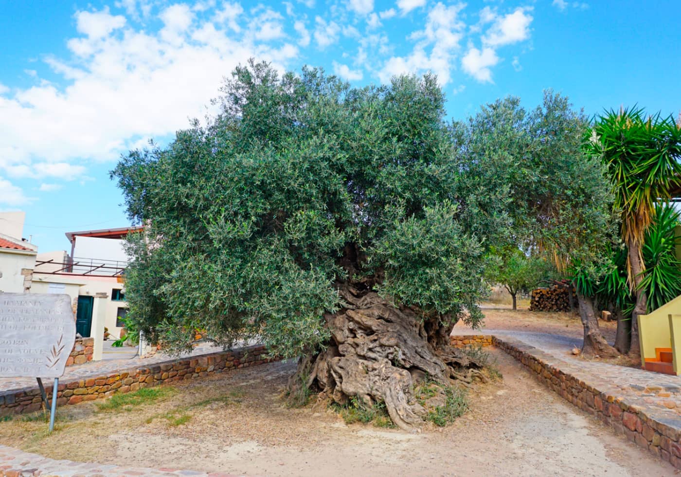 El Olivo más antiguo del mundo, el olivo de Vouves